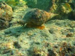 cieloestrellas reef14.jpg
